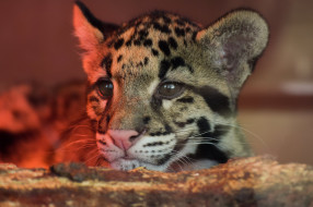 Leopard     2048x1365 leopard, ,  , 