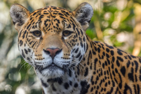 Jaguar     2048x1374 jaguar, , , 