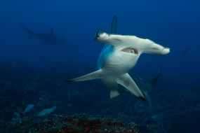 SHARK     1920x1280 shark, , , , , , 
