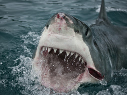 SHARK     1920x1445 shark, , , , , , 