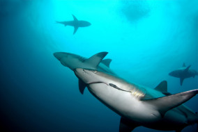 SHARK     1920x1285 shark, , , , , , 