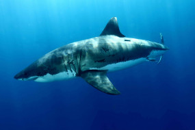 SHARK     1920x1280 shark, , , , , , 