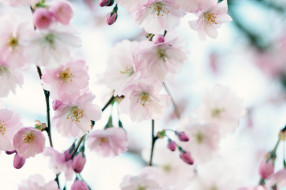  обои для рабочего стола 2048x1365 цветы, сакура,  вишня, макро, весна, нежность
