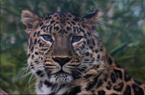 Amur leopard     2009x1329 amur leopard, , , 