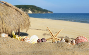 , ,  ,    spa-, seashells, , , sand, paradise, shore, sea, blue, beach, summer, starfish, , , 