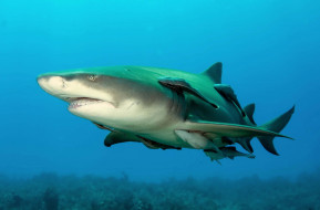 SHARK     2700x1780 shark, , , , , , 