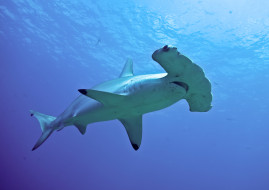SHARK     1920x1360 shark, , , , , , 