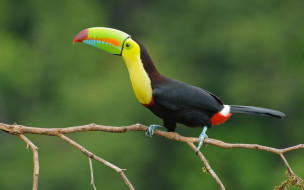 , , , , , toucan, beak, eye, branch, colors, , 