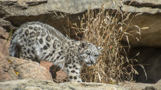 Snow Leopard     2048x1152 snow leopard, ,   , 