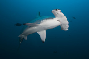 SHARK     2548x1685 shark, , , , , , 