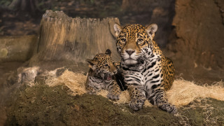 Mother Jaguar and Cub     2048x1152 mother jaguar and cub, , , , 