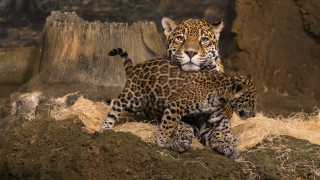 Mother Jaguar and Cub     2048x1152 mother jaguar and cub, , , , 