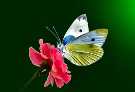      2757x1896 , ,  ,  , butterfly, wings, open, eye, dots, antennae, flower, stalk, , , , , , , 