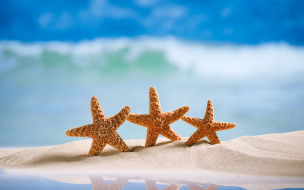 , ,  ,    spa-, , summer, , , , sand, starfishes, , vacation, sea, beach
