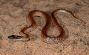 Red-naped Snake     2048x1263 red-naped snake, , ,  ,  , 
