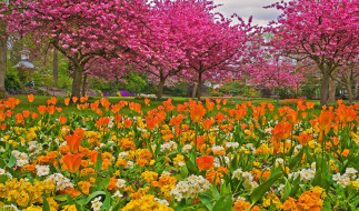 цветы, разные вместе, сад, деревья, тюльпаны, трава, парк