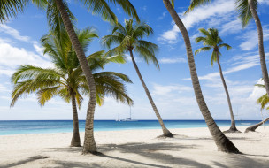 , , paradise, tropical, summer, beach, sea, , , , , palms, sand, shore