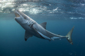 great white shark, , , , , 