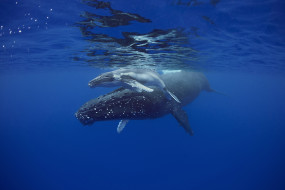 Sleeping mother and calf humpback whales     2048x1369 sleeping mother and calf humpback whales, , ,  , , 