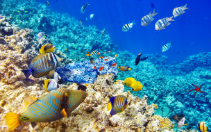      2880x1800 , , , , fishes, tropical, underwater, world, coral, reef, , , , , ocean