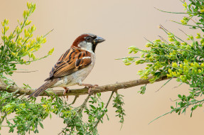 House Sparrow     2048x1359 house sparrow, , , 