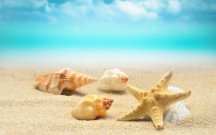 разное, ракушки,  кораллы,  декоративные и spa-камни, песок, берег, summer, пляж, волны, sand, starfish, seashells, sea, blue, beach, море
