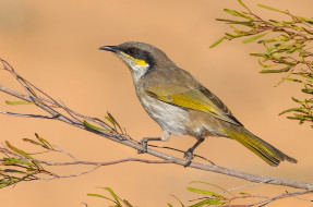 Singing Honeyeater - Lichenostomus virescens     2048x1359 singing honeyeater - lichenostomus virescens, , , 