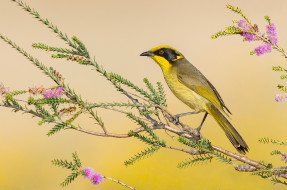 Yellow-tufted Honeyeater     2048x1359 yellow-tufted honeyeater, , , 