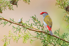 Red-browed Finch     2048x1359 red-browed finch, , , 