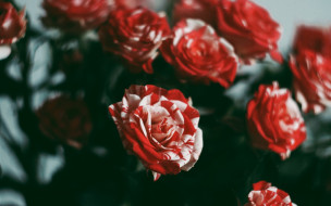      1920x1200 , , flowers, rose, red, beauty, , 