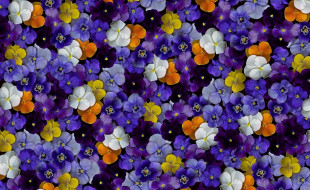 ,   ,  , , , flowers, violet, color