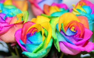      1920x1200 , , , rainbow, flowers, colorful, , roses