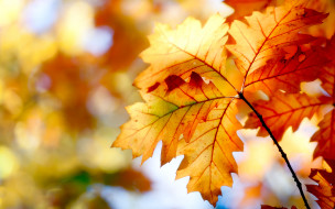      2560x1600 , , , , , nature, autumn, leaves, bokeh, colors