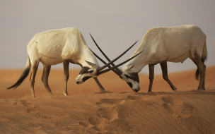      2880x1800 , , , , , , , , , , oryx, leucoryx