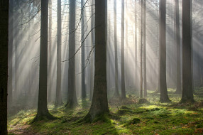 природа, лес, осень, лучи, свет, туман