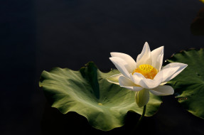 Lotus     2048x1360 lotus, , , , 