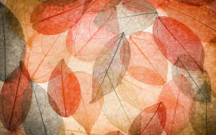      2880x1800  ,  , nature, autumn, leaves, transparent, abstract, colorful, , , 
