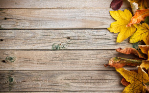      2880x1800 , , colorful, leaves, autumn, , , , texture, wood