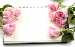      2880x1800 , , pink, roses, flowers