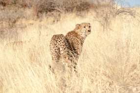      2048x1361 , , , , , cheetah, 