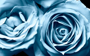     2880x1800 , , , roses, , blue, beauty