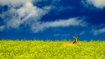     967557 (a): :2560x1440