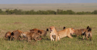 ,  , hyenas, lions