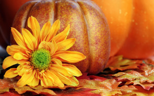 , , autumn, harvest, still, life, leaves, pumpkin, , , , 