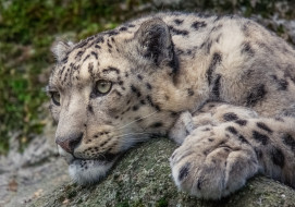 Snow Leopard     2048x1438 snow leopard, ,   , 