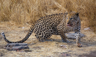 Leopard     2048x1205 leopard, , , 