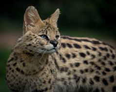 Serval     2048x1638 serval, , , 