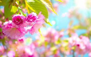      2880x1800 , ,  , cherry, blossom, , , , pink, sakura, taiwan, flowers