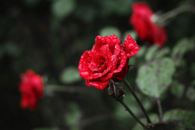      1920x1280 , , , , , drops, rose, flower