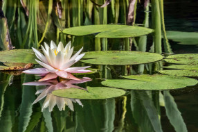Water Lily     2048x1365 water lily, ,  ,  ,  , , 